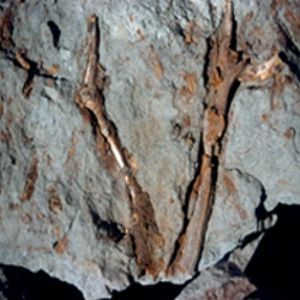 antarctic tropical forests fossilized antartica antarctic tropical forests fossilized antartica
